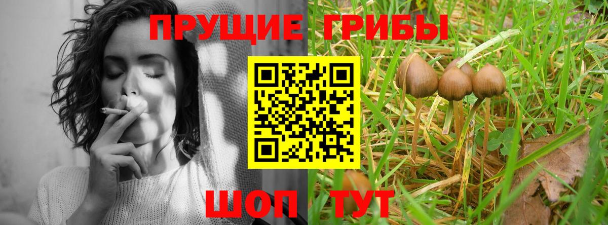 Псилоцибиновые грибы Psilocybe  Вход с VPN  Псилоцибиновые грибы ЛСД  Кызыл 